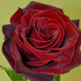 Блек Меджик5_0x160 Любимый сад